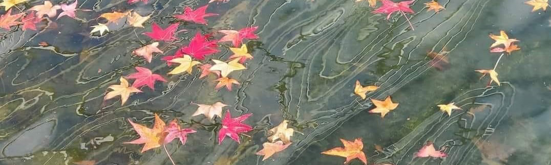 Leaves floating in the DRC